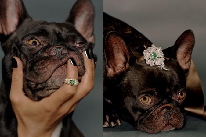 dogy